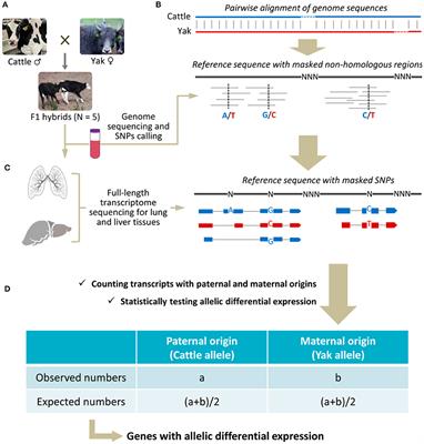 Frontiers | Favoring Expression of Yak Alleles in Interspecies F1 